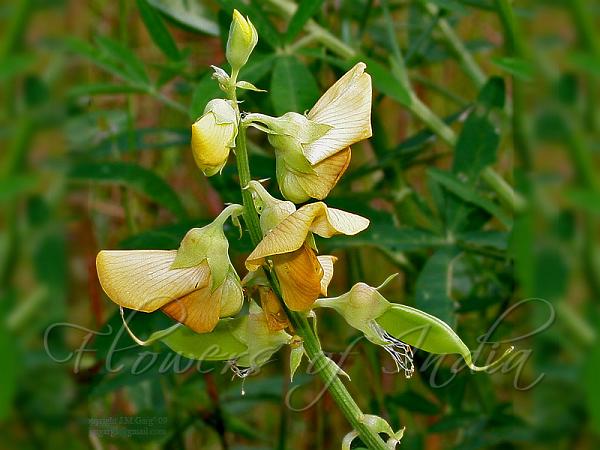 Five Leaf Rattlepod